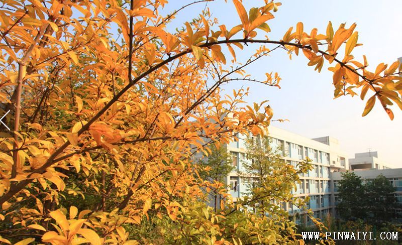 秋季校園.png 秋季校園.png