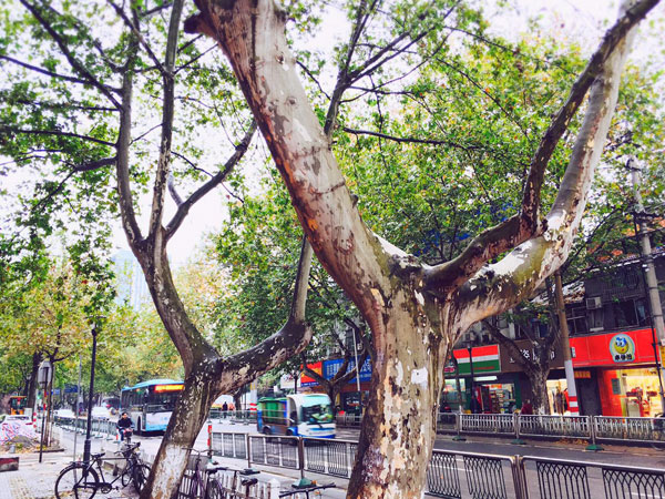 愛貝國際少兒英語南京中心-本地風(fēng)景