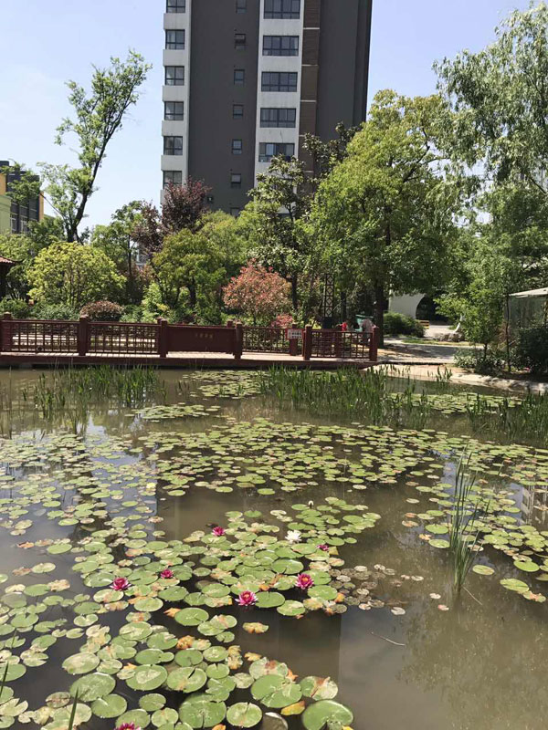 芝麻街英語徐州市邳州中心本地風(fēng)景